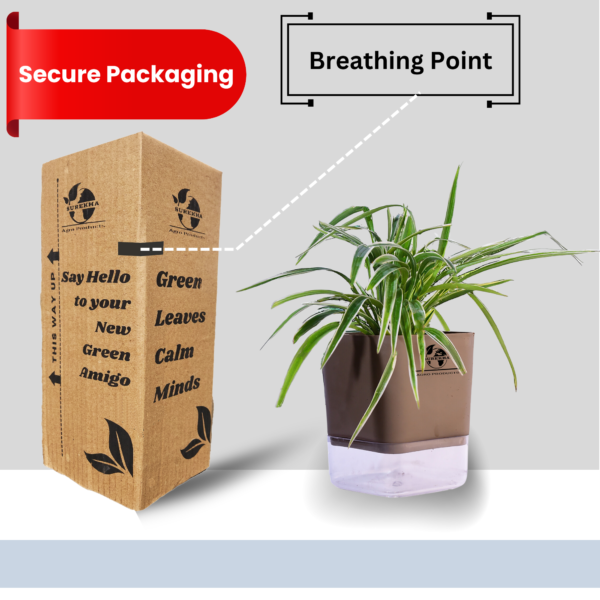 Spider Indoor Plants With Premium Brown Self Watering Pot | Perfect Live Plant For Living Room