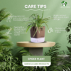 Spider Indoor Plants With Premium Brown Self Watering Pot | Perfect Live Plant For Living Room