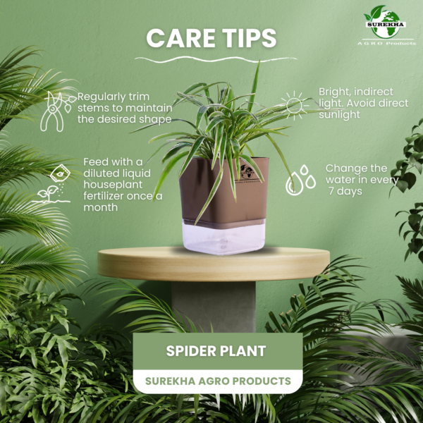 Spider Indoor Plants With Premium Brown Self Watering Pot | Perfect Live Plant For Living Room