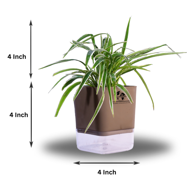 Spider Indoor Plants With Premium Brown Self Watering Pot | Perfect Live Plant For Living Room