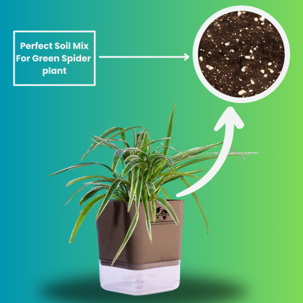 Spider Indoor Plants With Premium Brown Self Watering Pot | Perfect Live Plant For Living Room