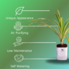 Spider Indoor Plants For Living Room With Self Watering Pot(White)