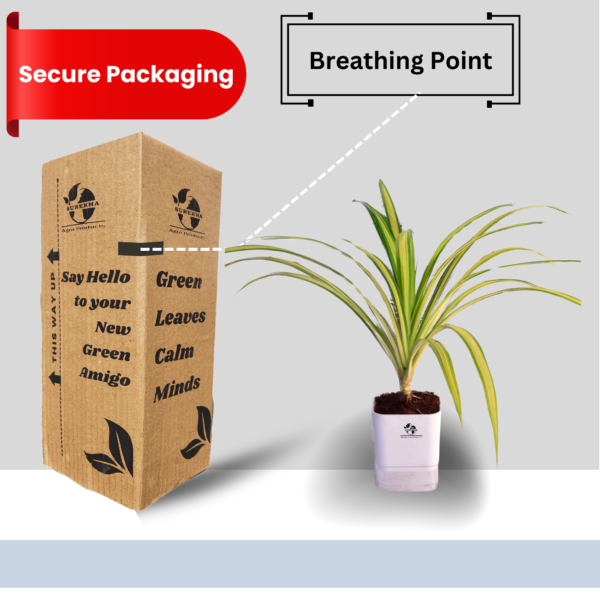 Spider Indoor Plants For Living Room With Self Watering Pot(White)