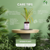 Spider Indoor Plants For Living Room With Self Watering Pot(White)
