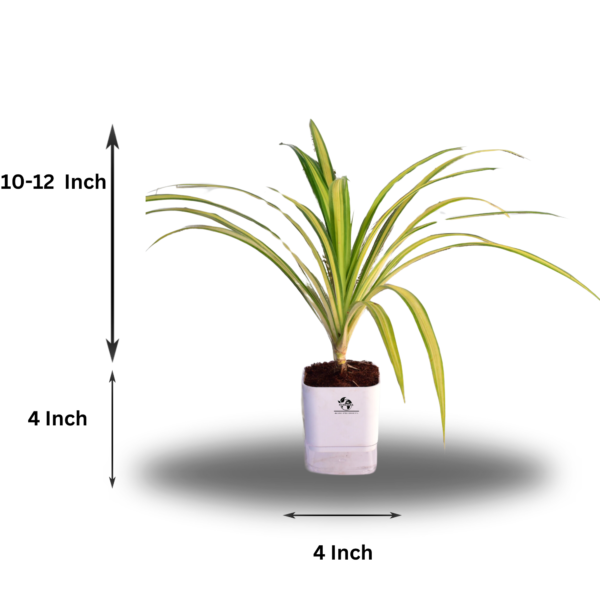Spider Indoor Plants For Living Room With Self Watering Pot(White)