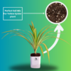 Spider Indoor Plants For Living Room With Self Watering Pot(White)