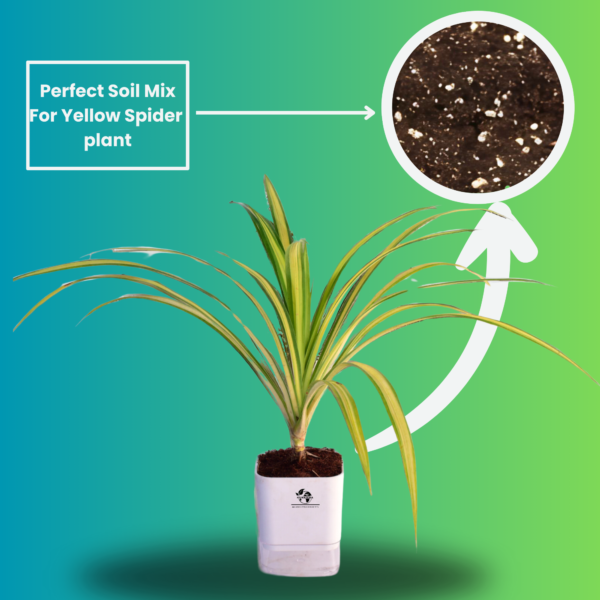 Spider Indoor Plants For Living Room With Self Watering Pot(White)