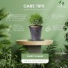 Table Kamini (Dwarf Orange Jasmine) - Fragrant & Easy Indoor/Outdoor Plant | Self-Watering Pot | Surekha Agro Products