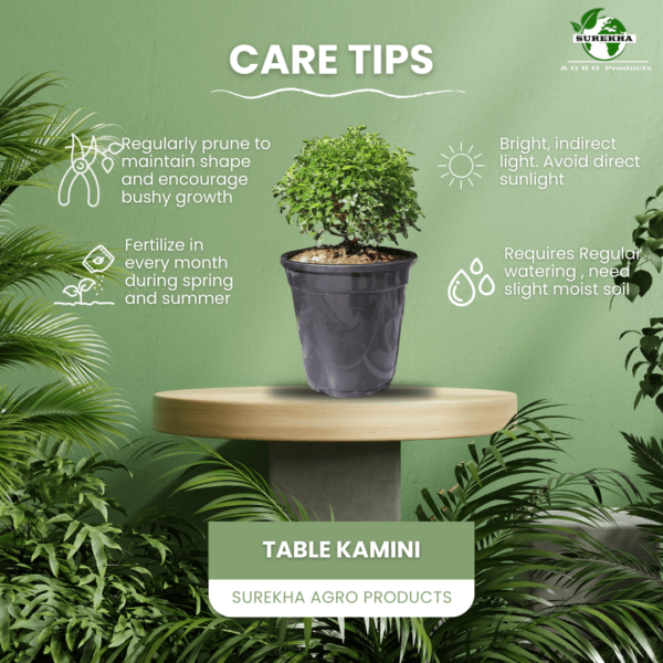 Table Kamini (Dwarf Orange Jasmine) - Fragrant & Easy Indoor/Outdoor Plant | Self-Watering Pot | Surekha Agro Products