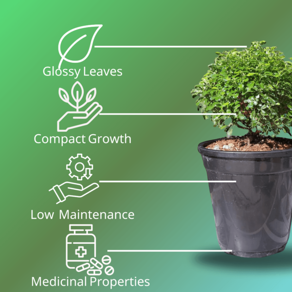 Table Kamini (Dwarf Orange Jasmine) - Fragrant & Easy Indoor/Outdoor Plant | Self-Watering Pot | Surekha Agro Products
