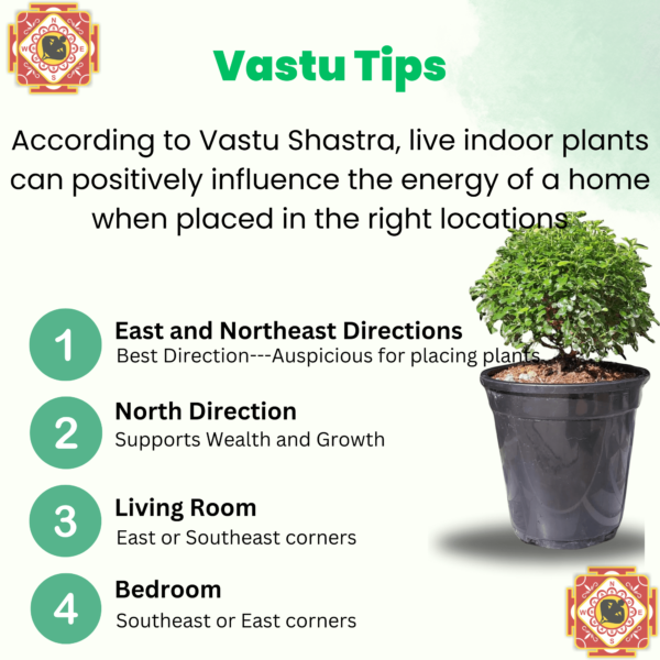 Table Kamini (Dwarf Orange Jasmine) - Fragrant & Easy Indoor/Outdoor Plant | Self-Watering Pot | Surekha Agro Products