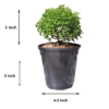Table Kamini (Dwarf Orange Jasmine) - Fragrant & Easy Indoor/Outdoor Plant | Self-Watering Pot | Surekha Agro Products