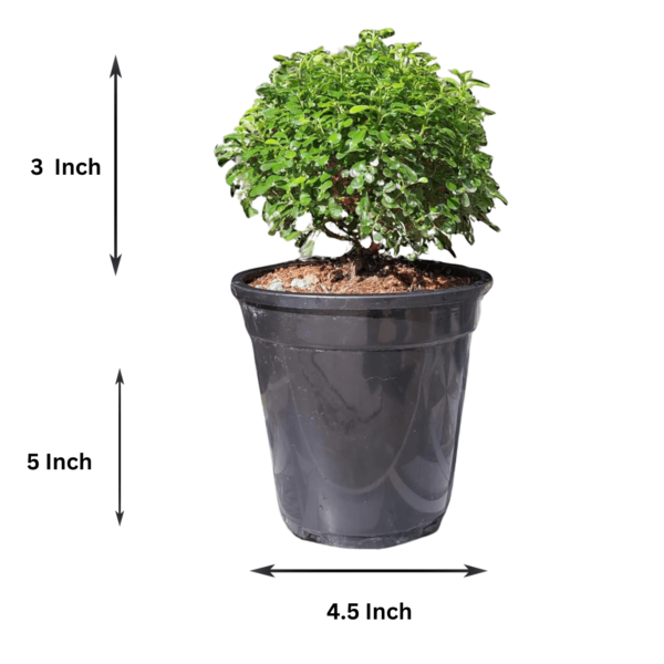 Table Kamini (Dwarf Orange Jasmine) - Fragrant & Easy Indoor/Outdoor Plant | Self-Watering Pot | Surekha Agro Products