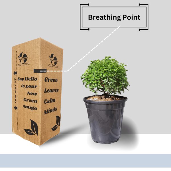 Table Kamini (Dwarf Orange Jasmine) - Fragrant & Easy Indoor/Outdoor Plant | Self-Watering Pot | Surekha Agro Products
