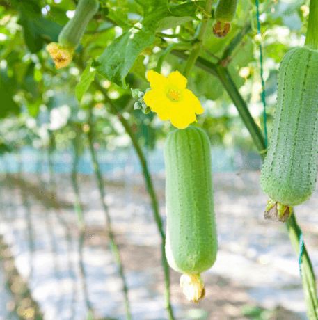 Sponge Gourd Turai Tori Seeds
