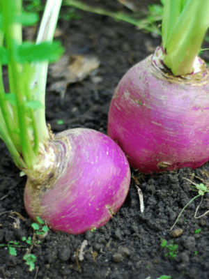 Turnip F1 Hybrid Seeds