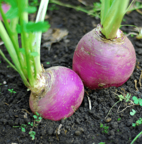 Turnip F1 Hybrid Seeds