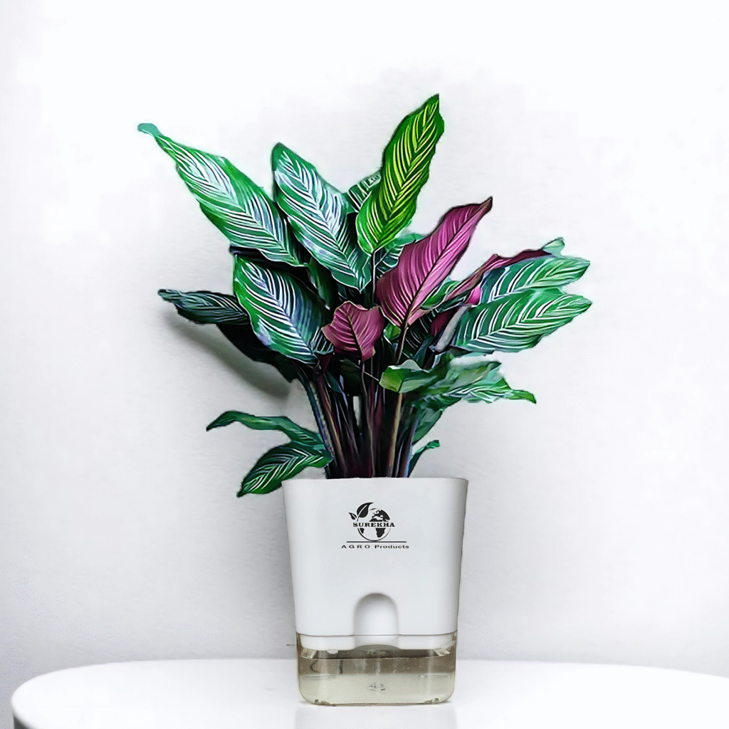 Calathea Ornata plant in self-watering pot, a striking big indoor plant for home with pink-striped foliage for living room decor.