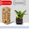 Golden Hahnii Snake Plant (Sansevieria) - Compact, Air-Purifying, 4" Tall in 3" Pot | Surekha Agro Products