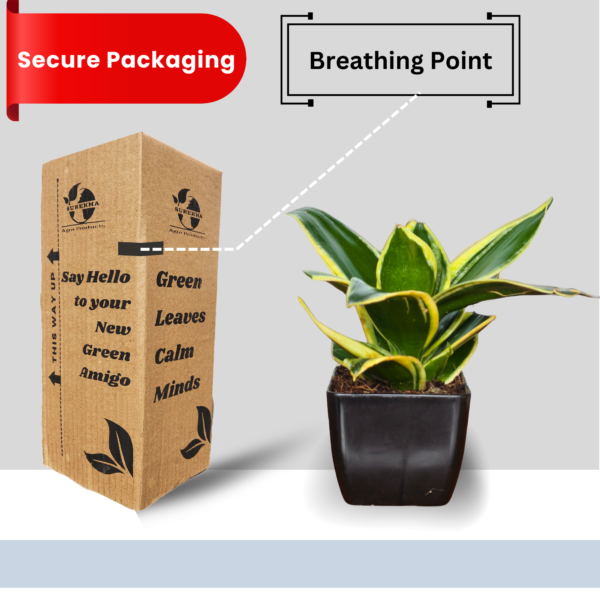 Golden Hahnii Snake Plant (Sansevieria) - Compact, Air-Purifying, 4" Tall in 3" Pot | Surekha Agro Products