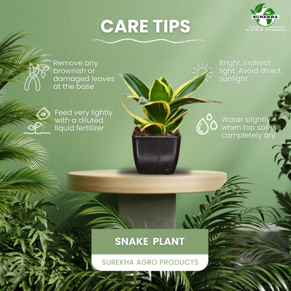 Golden Hahnii Snake Plant (Sansevieria) - Compact, Air-Purifying, 4" Tall in 3" Pot | Surekha Agro Products