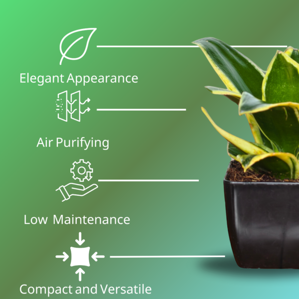 Golden Hahnii Snake Plant (Sansevieria) - Compact, Air-Purifying, 4" Tall in 3" Pot | Surekha Agro Products