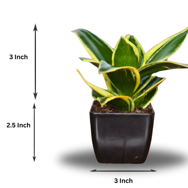 Golden Hahnii Snake Plant (Sansevieria) - Compact, Air-Purifying, 4" Tall in 3" Pot | Surekha Agro Products