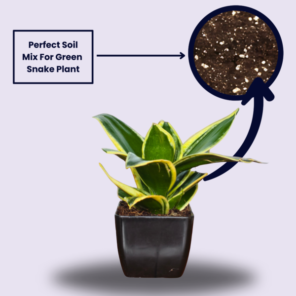 Golden Hahnii Snake Plant (Sansevieria) - Compact, Air-Purifying, 4" Tall in 3" Pot | Surekha Agro Products