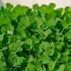 Microgreen Fenugreek Seed