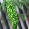 Bitter Gourd (Karela) Seeds Hybrid Long