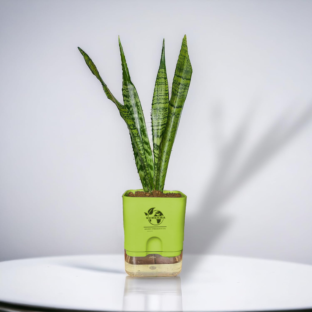 Tall snake plant in self-watering pot, a big indoor plant for home and low light living room settings.