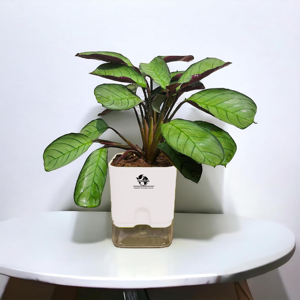 Calathea Amagris plant in a modern self-watering pot, surrounded by indoor succulent plants and home cactus plants in a cozy home interior.