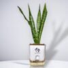 A tall Snake Plant in a self-watering white pot, ideal for improving indoor air quality.
