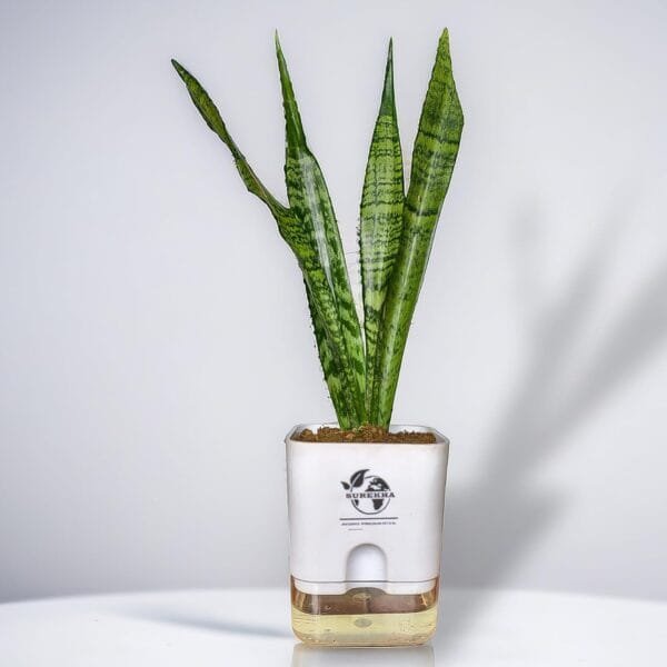 A tall Snake Plant in a self-watering white pot, ideal for improving indoor air quality.