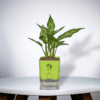 Aglaonema (Chinese Evergreen) - Easy Care & Colorful Indoor Plant | Self-Watering Pot | Surekha Agro Products