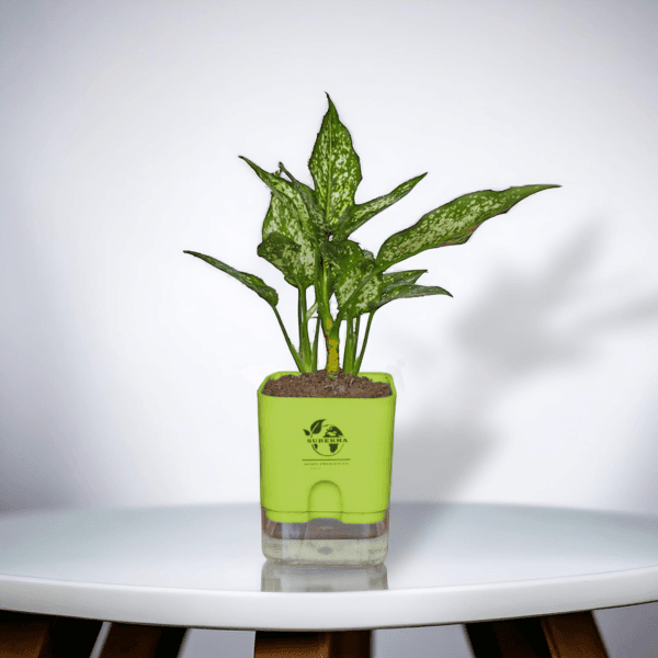 Aglaonema (Chinese Evergreen) - Easy Care & Colorful Indoor Plant | Self-Watering Pot | Surekha Agro Products