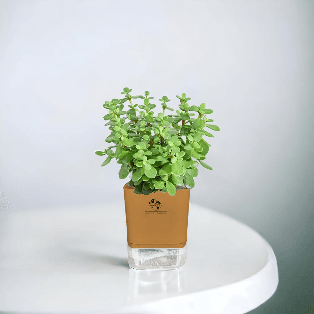Jade plant in a brown self-watering pot, highlighting Jade plant benefits like low maintenance, air purification, and positive energy flow.