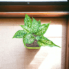 Aglaonema (Chinese Evergreen) - Easy Care & Colorful Indoor Plant | Self-Watering Pot | Surekha Agro Products
