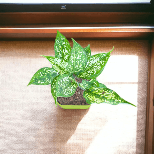 Aglaonema (Chinese Evergreen) - Easy Care & Colorful Indoor Plant | Self-Watering Pot | Surekha Agro Products