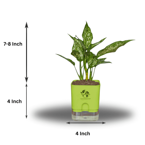 Aglaonema (Chinese Evergreen) - Easy Care & Colorful Indoor Plant | Self-Watering Pot | Surekha Agro Products