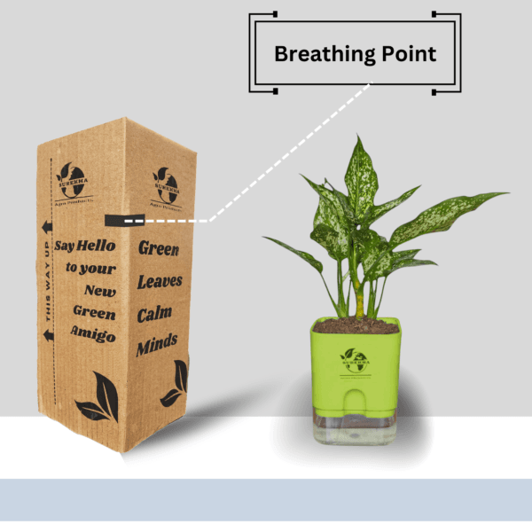 Aglaonema (Chinese Evergreen) - Easy Care & Colorful Indoor Plant | Self-Watering Pot | Surekha Agro Products