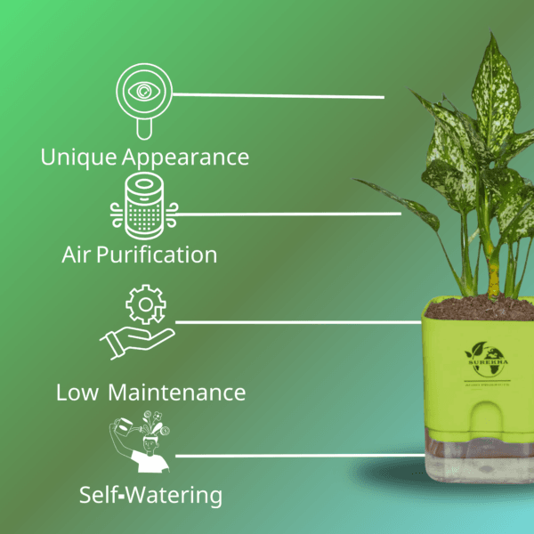 Aglaonema (Chinese Evergreen) - Easy Care & Colorful Indoor Plant | Self-Watering Pot | Surekha Agro Products
