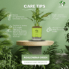 Aglaonema (Chinese Evergreen) - Easy Care & Colorful Indoor Plant | Self-Watering Pot | Surekha Agro Products