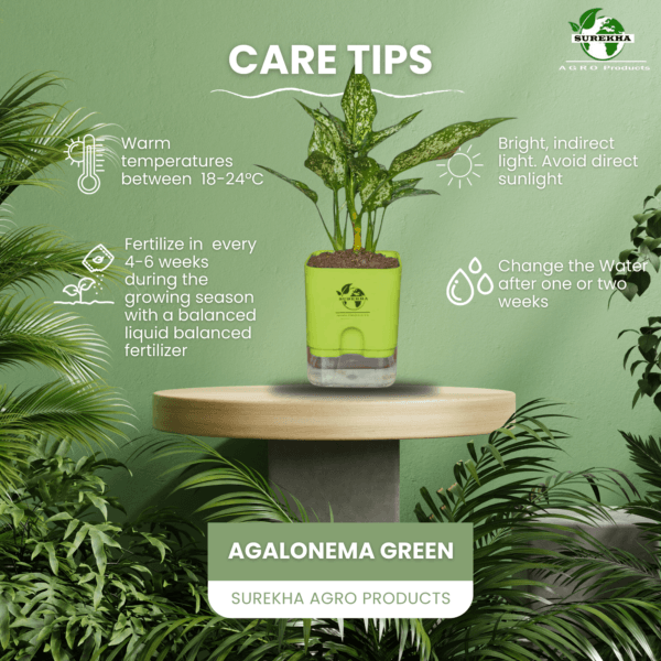 Aglaonema (Chinese Evergreen) - Easy Care & Colorful Indoor Plant | Self-Watering Pot | Surekha Agro Products