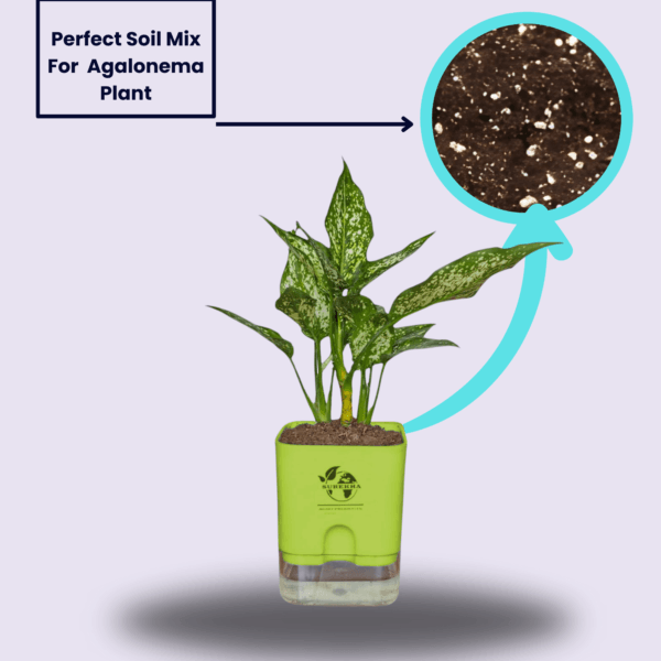 Aglaonema (Chinese Evergreen) - Easy Care & Colorful Indoor Plant | Self-Watering Pot | Surekha Agro Products