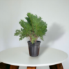 Arborvitae (Thuja / Mayurpankhi) Live Outdoor Starter Plant | 8-10 Inch for Garden/Hedge | 5 Inch Pot | Surekha Agro Products