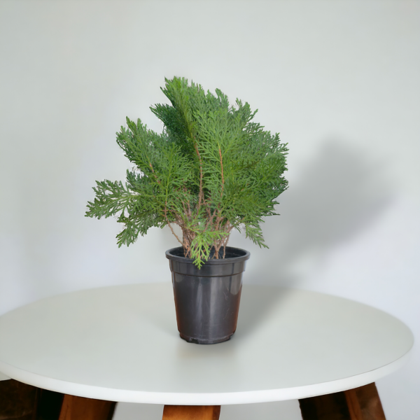 Arborvitae (Thuja / Mayurpankhi) Live Outdoor Starter Plant | 8-10 Inch for Garden/Hedge | 5 Inch Pot | Surekha Agro Products