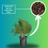 Arborvitae (Thuja / Mayurpankhi) Live Outdoor Starter Plant | 8-10 Inch for Garden/Hedge | 5 Inch Pot | Surekha Agro Products