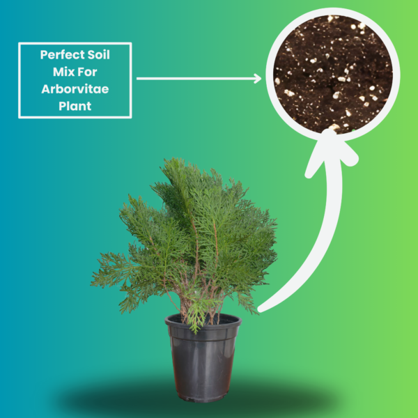Arborvitae (Thuja / Mayurpankhi) Live Outdoor Starter Plant | 8-10 Inch for Garden/Hedge | 5 Inch Pot | Surekha Agro Products