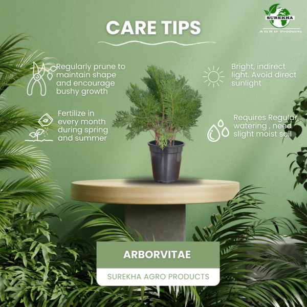 Arborvitae (Thuja / Mayurpankhi) Live Outdoor Starter Plant | 8-10 Inch for Garden/Hedge | 5 Inch Pot | Surekha Agro Products